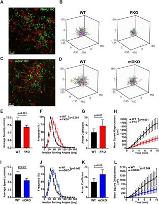 FMNL1 and mDia1 promote efficient T cell migration through complex environments via distinct mechanisms